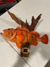 Mounted Rock Fish by Mastusca Taxidermy Studio-15''Tx16''W. NO SHIPPING AVAILABLE ON THIS ITEM!