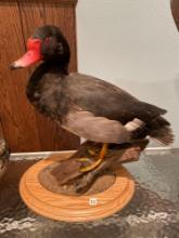 Mounted Red Billed Duck- 15''T x 14''L