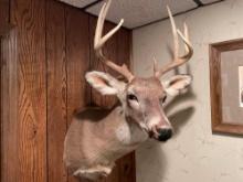 Mounted Deer Head-2 Ft x 30''. NO SHIPPING AVAILABLE ON THIS ITEM!