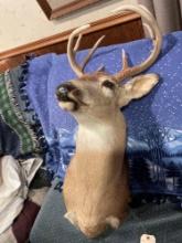 Mounted Deer Head - 3F T x 17''W. NO SHIPPING AVAILABLE ON THIS ITEM!