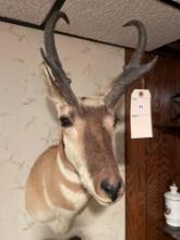 Mounted Pronghorn -31''T x 1-''W. NO SHIPPING AVAILABLE ON THIS ITEM!