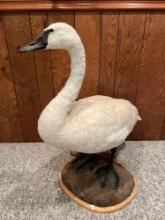 Stuffed Swan-32''T x 30''L. NO SHIPPING AVAILABLE ON THIS ITEM!