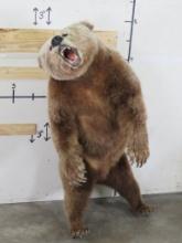 Very Nice Lifesize Brown Bear, High Quality Taxidermy, BIG Claws, No base or bolts TAXIDERMY