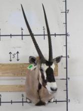 Nice Gemsbok Sh Mt TAXIDERMY