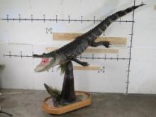 Very Nice High Quality Lifesize Alligator on Base w/wheels TAXIDERMY