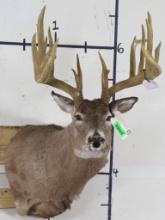 Nice Whitetail w/Repro Rack of #1 Alberta Deer (when mounted) 207 7/8" TAXIDERMY