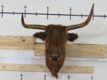 Very Rarely Seen Highland Cow Sh Mt 31.25" Spread TAXIDERMY