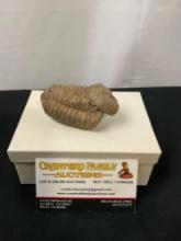 Ancient Calymene Trilobite Fossil, about 2.5-3 inches long